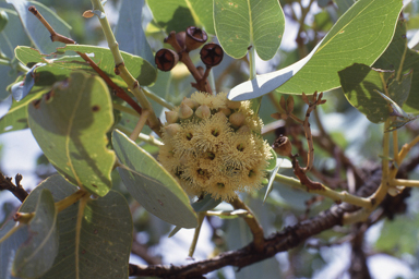 APII jpeg image of Eucalyptus pruinosa,<br/>Grevillea annulifera  © contact APII