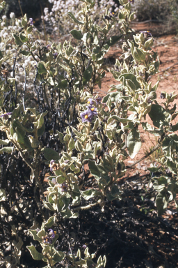 APII jpeg image of Solanum lasiophyllum,<br/>Grevillea thelemanniana  © contact APII