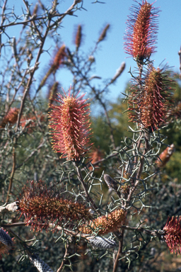 APII jpeg image of Grevillea paradoxa,<br/>Banksia grandis  © contact APII