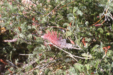 APII jpeg image of Grevillea thyrsoides subsp. thyrsoides,<br/>Livistona humilis  © contact APII