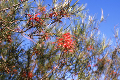 APII jpeg image of Corymbia grandifolia,<br/>Grevillea pinifolia  © contact APII