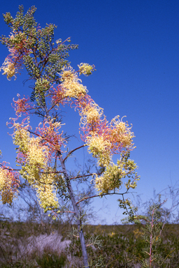 APII jpeg image of Eucalyptus pruinosa,<br/>Grevillea annulifera  © contact APII