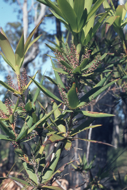 APII jpeg image of Leucopogon verticillatus  © contact APII