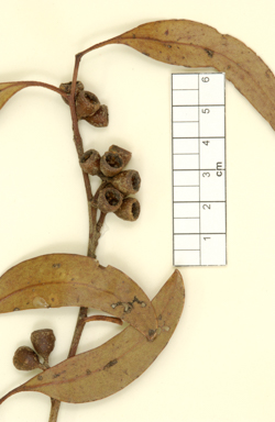 APII jpeg image of Eucalyptus barberi  © contact APII