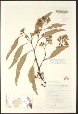 APII jpeg image of Eucalyptus corynodes  © contact APII