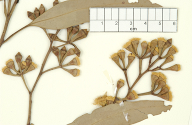 APII jpeg image of Eucalyptus corynodes  © contact APII