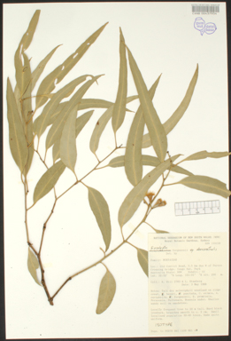 APII jpeg image of Eucalyptus sp. Dorsiventralis (K.D.Hill 2783 & L.Stanberg)  © contact APII