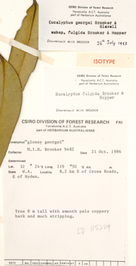 APII jpeg image of Eucalyptus georgei subsp. fulgida  © contact APII