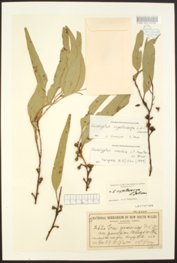 APII jpeg image of Eucalyptus cypellocarpa  © contact APII