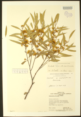 APII jpeg image of Eucalyptus leptophylla var. floribunda  © contact APII