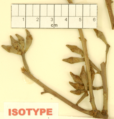 APII jpeg image of Eucalyptus robusta  © contact APII