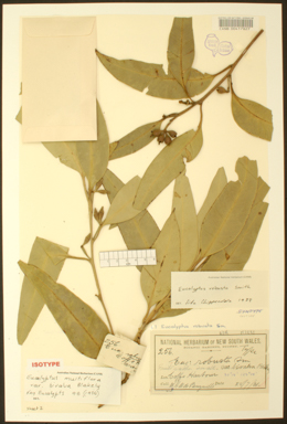 APII jpeg image of Eucalyptus robusta  © contact APII