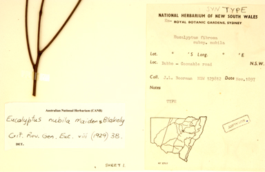 APII jpeg image of Eucalyptus fibrosa subsp. nubilis  © contact APII