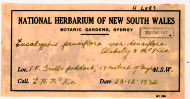APII jpeg image of Eucalyptus pauciflora  © contact APII