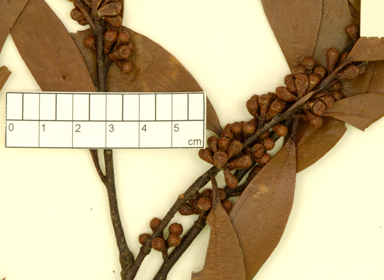 APII jpeg image of Eucalyptus gregsoniana  © contact APII