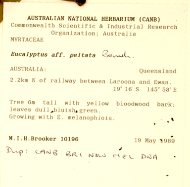 APII jpeg image of Eucalyptus peltata subsp. dimorpha  © contact APII