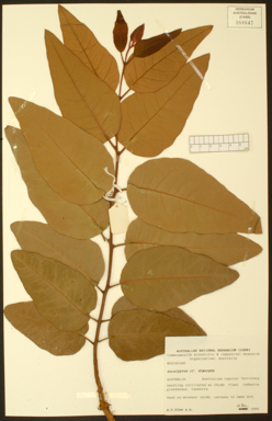 APII jpeg image of Eucalyptus peltata subsp. dimorpha  © contact APII
