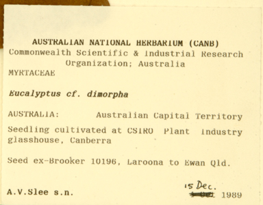 APII jpeg image of Eucalyptus peltata subsp. dimorpha  © contact APII