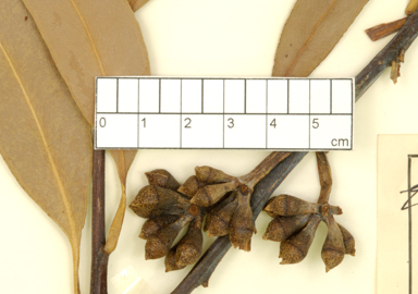 APII jpeg image of Eucalyptus pyrocarpa  © contact APII