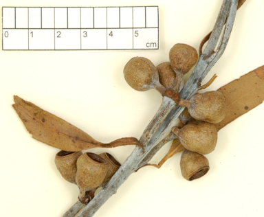 APII jpeg image of Eucalyptus pyrocarpa  © contact APII