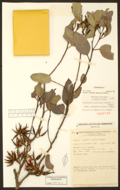 APII jpeg image of Eucalyptus pluricaulis subsp. porphyrea  © contact APII