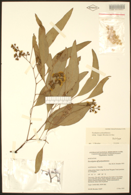 APII jpeg image of Eucalyptus polyanthemos subsp. longior  © contact APII