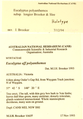 APII jpeg image of Eucalyptus polyanthemos subsp. longior  © contact APII