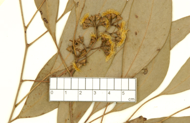 APII jpeg image of Eucalyptus polyanthemos subsp. longior  © contact APII