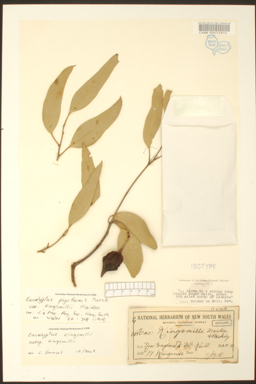 APII jpeg image of Eucalyptus kingsmillii subsp. kingsmillii  © contact APII