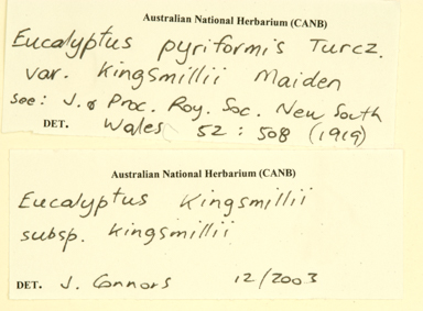 APII jpeg image of Eucalyptus kingsmillii subsp. kingsmillii  © contact APII