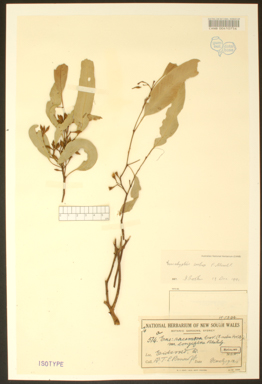 APII jpeg image of Eucalyptus crebra  © contact APII