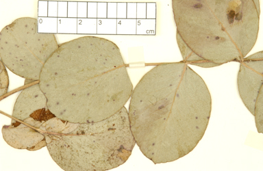 APII jpeg image of Eucalyptus rubida subsp. barbigerorum  © contact APII