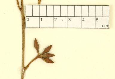 APII jpeg image of Eucalyptus tereticornis subsp. mediana  © contact APII