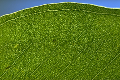 APII jpeg image of Eucalyptus hypostomatica  © contact APII