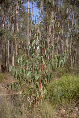 APII jpeg image of Eucalyptus pyrocarpa  © contact APII