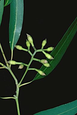 APII jpeg image of Corymbia maculata  © contact APII