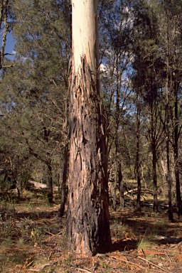 APII jpeg image of Eucalyptus dalrympleana subsp. heptantha  © contact APII
