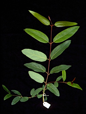 APII jpeg image of Eucalyptus gummifera  © contact APII