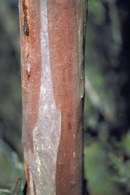 APII jpeg image of Eucalyptus x balanopelex  © contact APII
