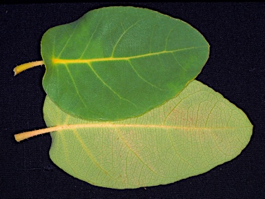 APII jpeg image of Corymbia haematoxylon  © contact APII