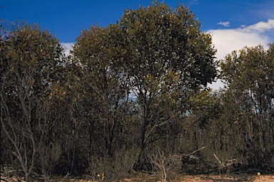 APII jpeg image of Eucalyptus platypus subsp. congregata  © contact APII