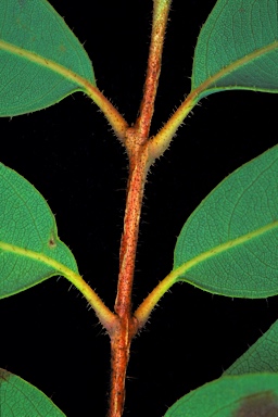 APII jpeg image of Corymbia dichromophloia  © contact APII