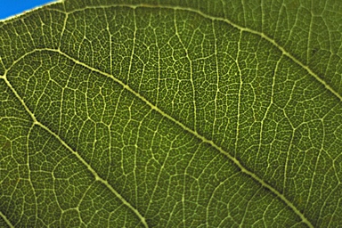APII jpeg image of Corymbia dunlopiana  © contact APII