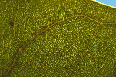 APII jpeg image of Corymbia ferruginea  © contact APII
