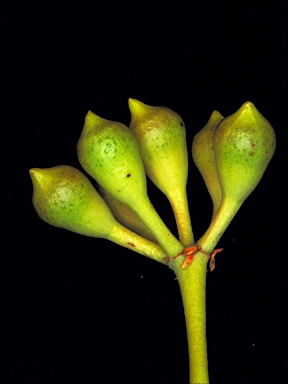 APII jpeg image of Corymbia foelscheana  © contact APII