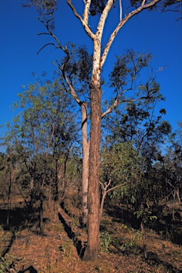 APII jpeg image of Eucalyptus gigantangion  © contact APII