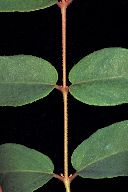 APII jpeg image of Corymbia arenaria  © contact APII