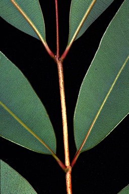 APII jpeg image of Corymbia curtipes  © contact APII