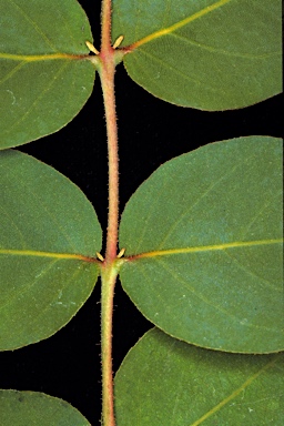 APII jpeg image of Corymbia deserticola subsp. mesogeotica  © contact APII