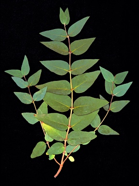 APII jpeg image of Corymbia deserticola subsp. deserticola  © contact APII